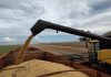 Conclusão da safra de soja impulsiona superávit de US$ 958 milhões em Mato Grosso do Sul
